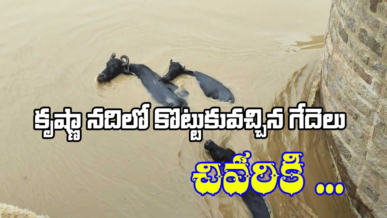 Viral Video: కృష్ణా నదిలో కొట్టుకువచ్చిన గేదెలు.. చివరికి.. వైరల్ అవుతున్న వీడియో