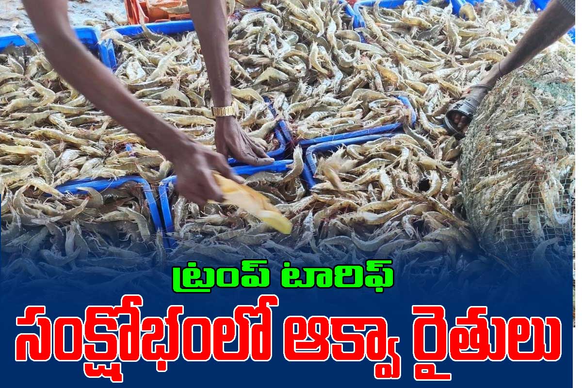 AP Aqua: అమెరికా 50% టారిఫ్ తో సంక్షోభంలో ఆక్వా రంగం… పడిపోయిన రొయ్యల ధరలు