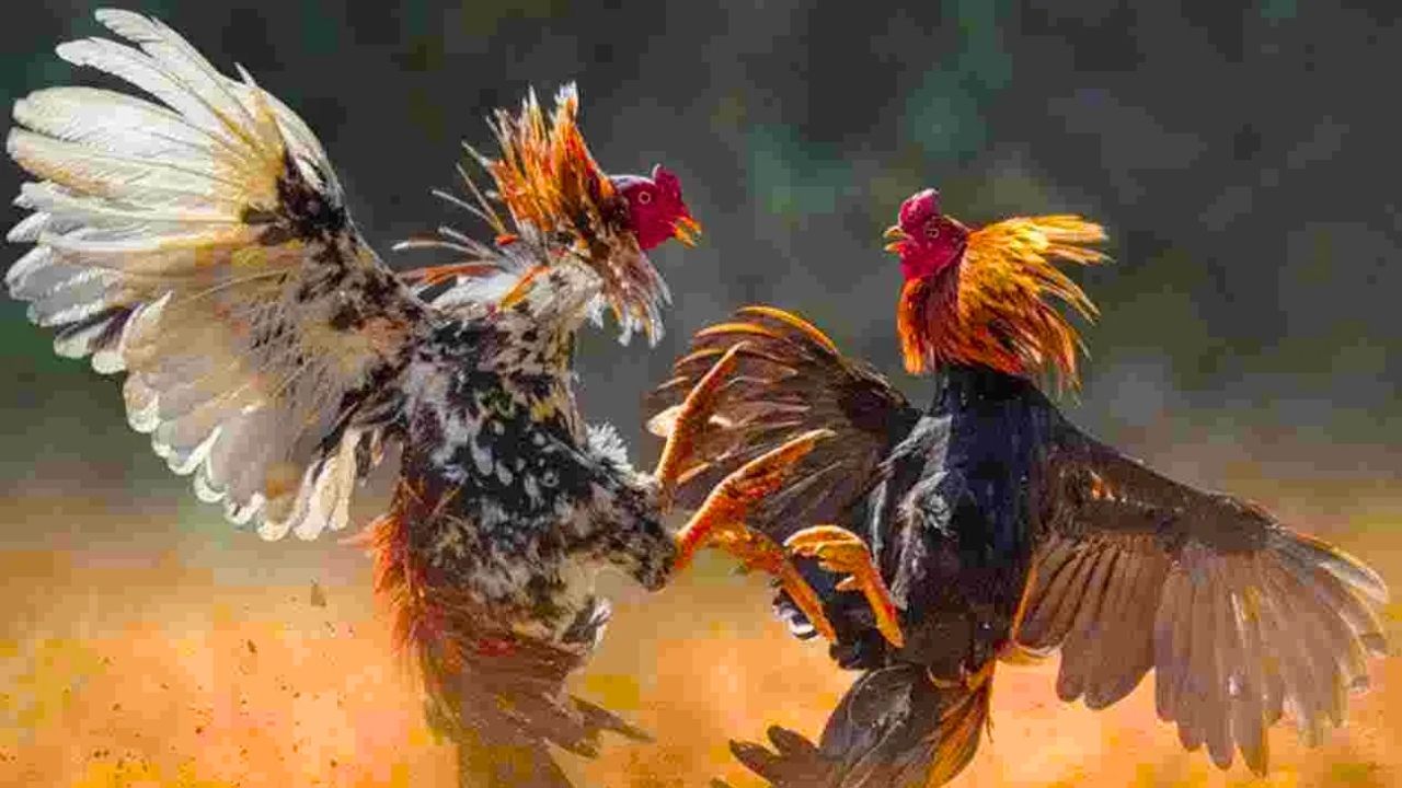 ఏపీలో జోరుగా కోడి పందేల జాతర: హైటెక్ హంగులతో ‘కోళ్ల ప్రీమియర్ లీగ్’!