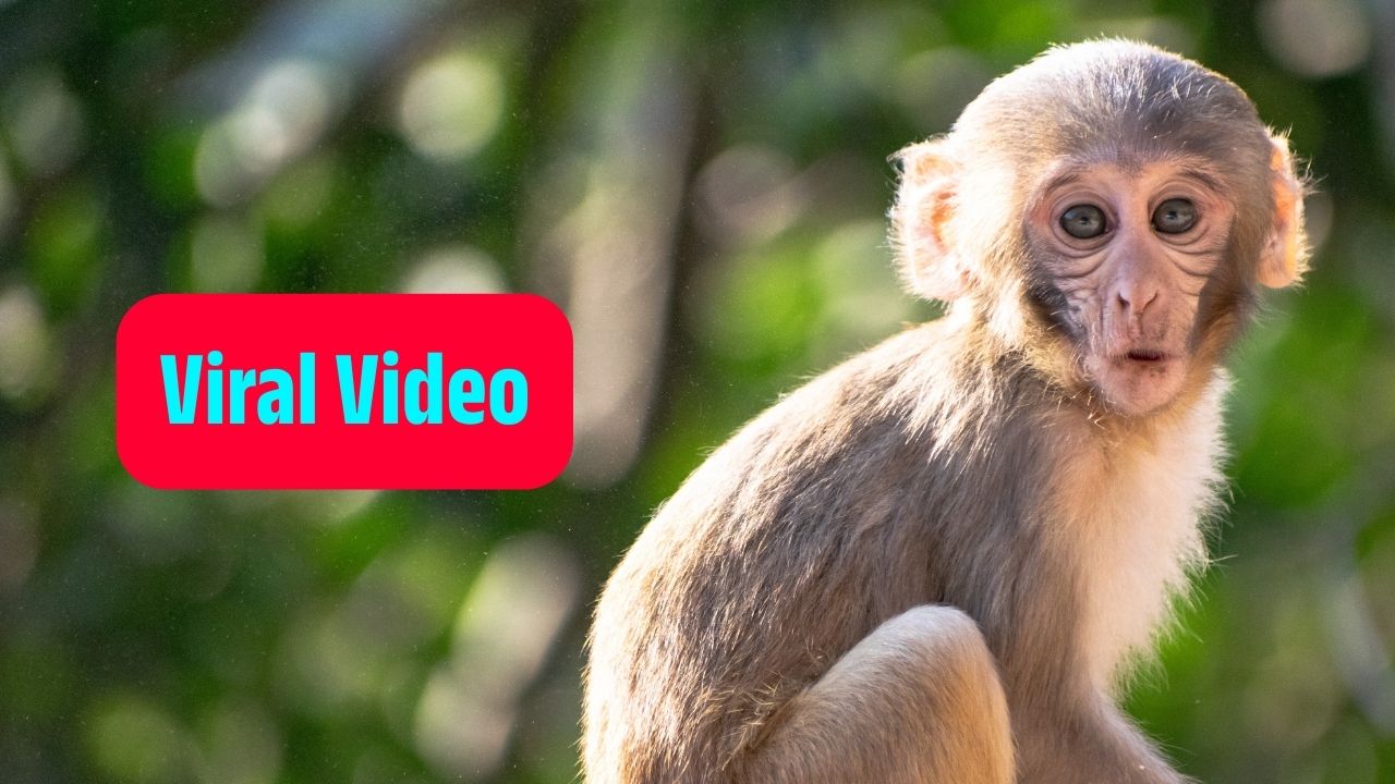 Viral Video: దాహం తీరాక కుళాయి కట్టేసిన కోతి.. ‘దీన్ని చూసైనా బుద్ధి తెచ్చుకోండి’ అంటున్న ఉత్తరాఖండ్ పోలీసులు!