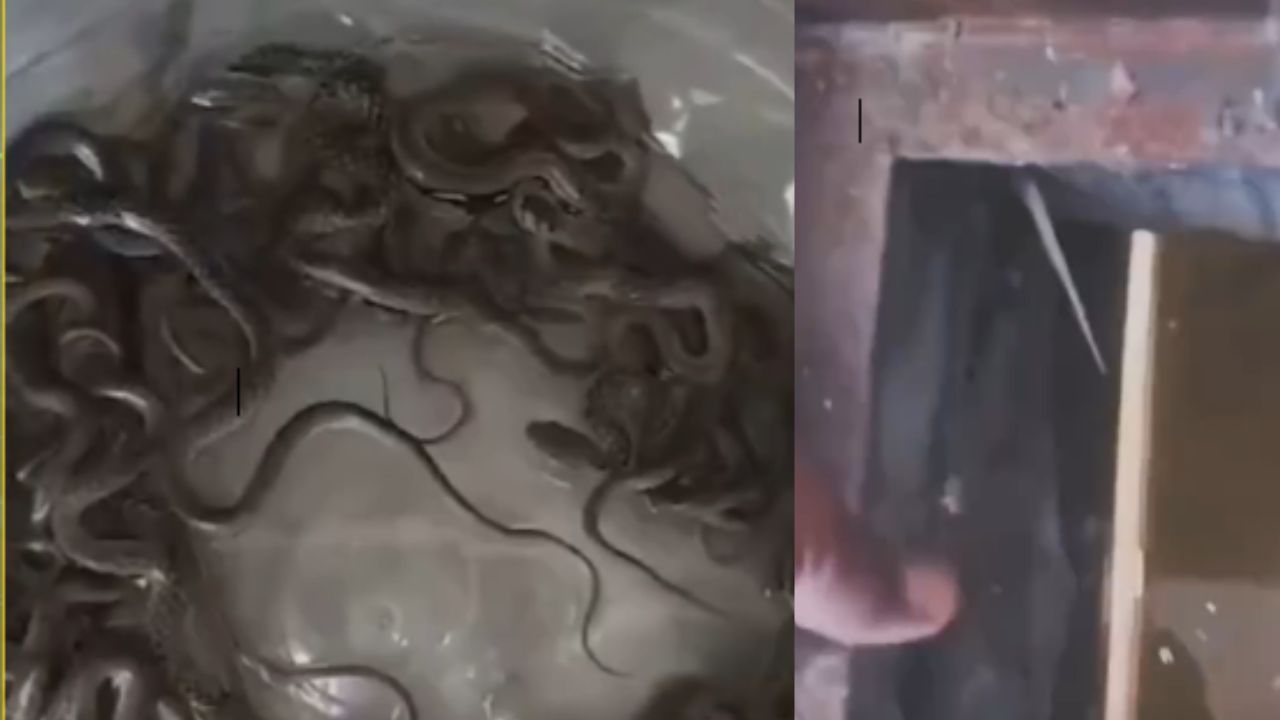 Snakes in Water Tank: వాటర్ ట్యాంక్ తెరిచి చూసిన కుటుంబానికి షాక్… లోపల ఏకంగా 27 పాము పిల్లలు!