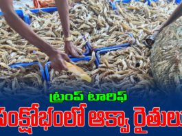 AP Aqua in trouble after trump tarrif 50 %
